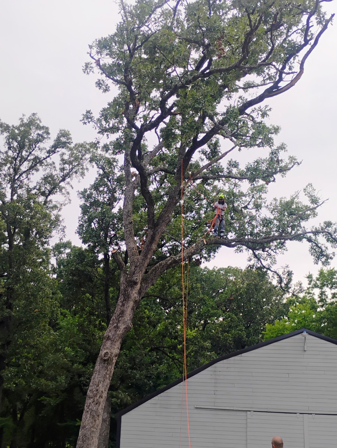 American Arborist professional climber working high in a mature tree