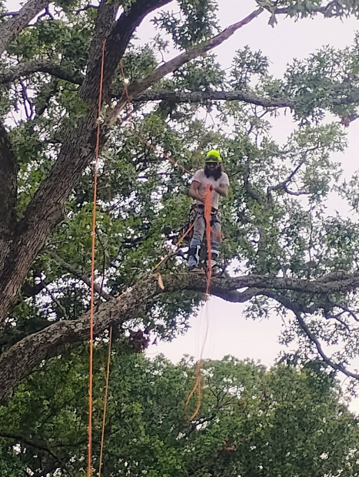 Missouri Certificate of Organization for American Arborist LLC